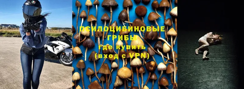 Псилоцибиновые грибы Psilocybe  Камышлов 